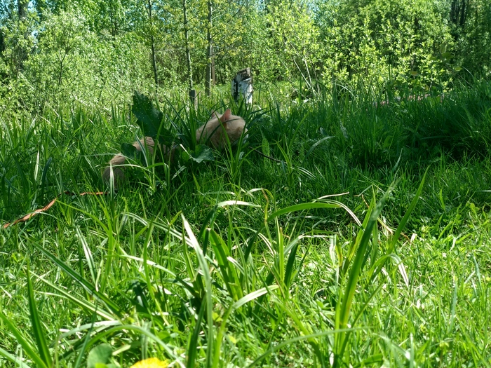 ������ �����