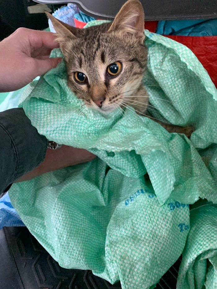 КОТОВ ЗАВЯЗАЛИ В МЕШКИ Кот, В добрые руки, Помощь, Москва, Сила Пикабу, Видео, Длиннопост