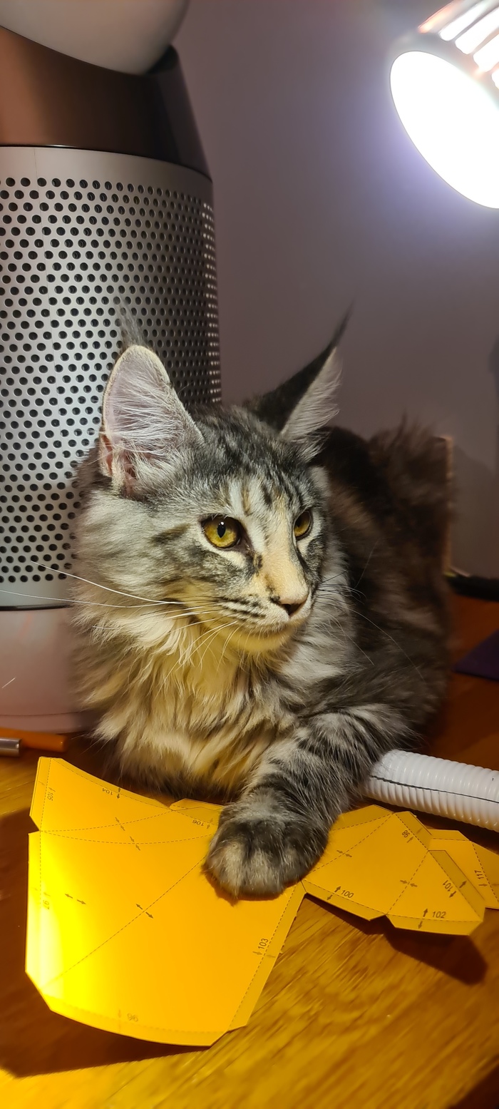 Любимый носатик