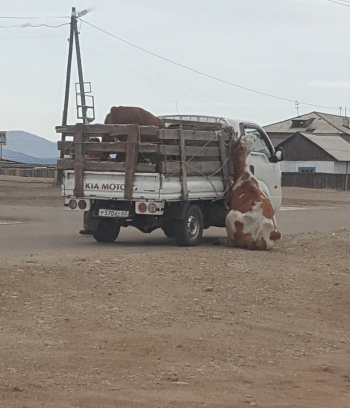 Неудачный побег