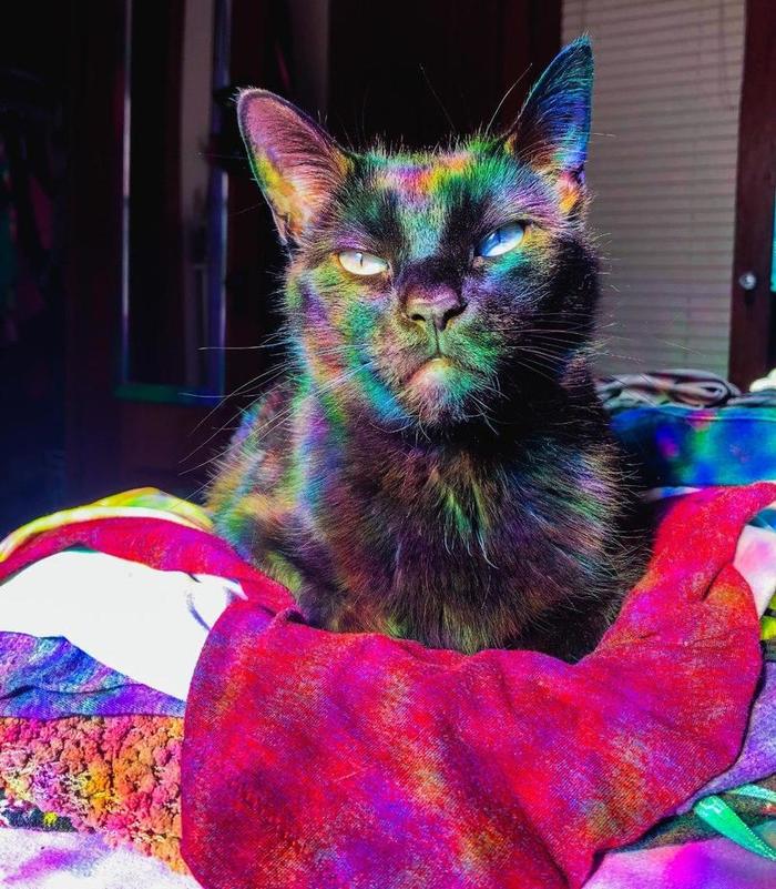 Кот-хамелеон