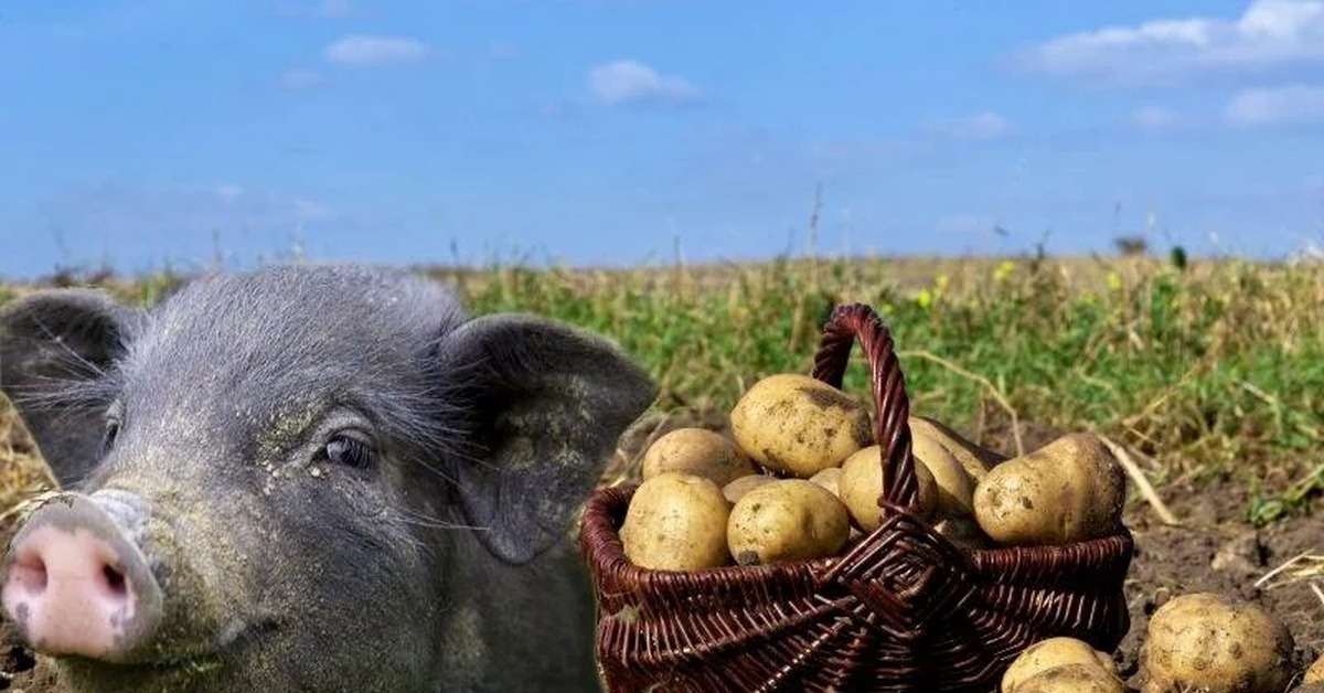 Приму картошку. Картофель для корма животных. Кормовой картофель для животных.