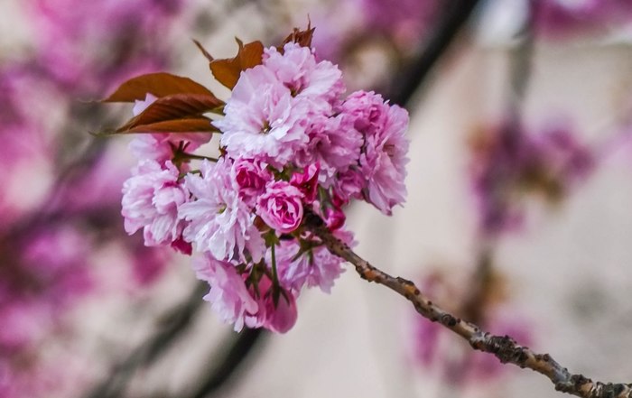 Nikon D7000, nikkor 50, 1.8d , , ,  , Nikon d7000,  , 