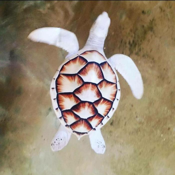 ��� �������� ��������, ���� ��� ��������