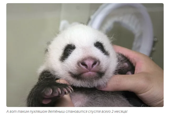 Почему новорожденные панды настолько крошечные? Панда, Животные, Детеныш, Книга животных, Яндекс Дзен, Длиннопост Почему новорожденные панды настолько крошечные? Панда, Животные, Детеныш, Книга животных, Яндекс Дзен, Длиннопост