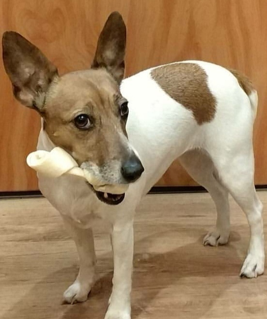 Потерялась собака, помогите!