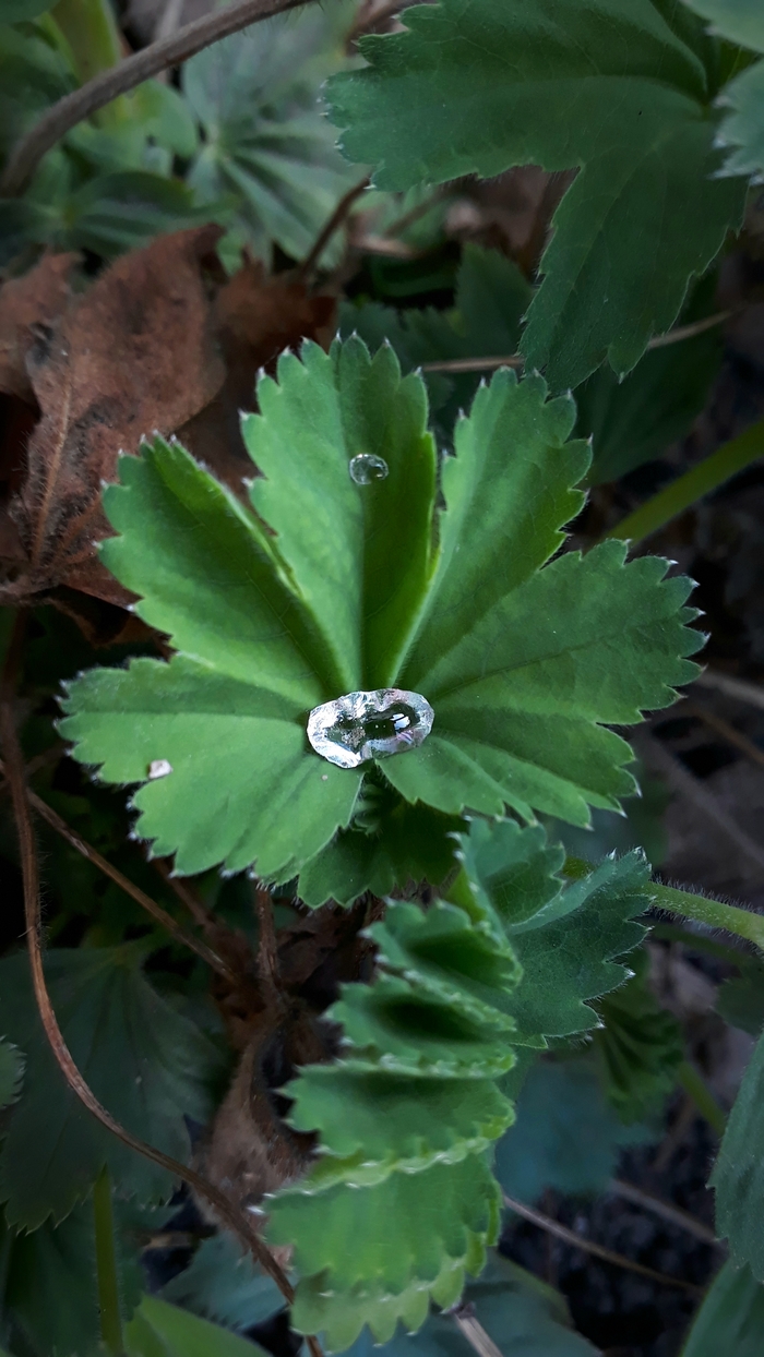 Вода, просто вода