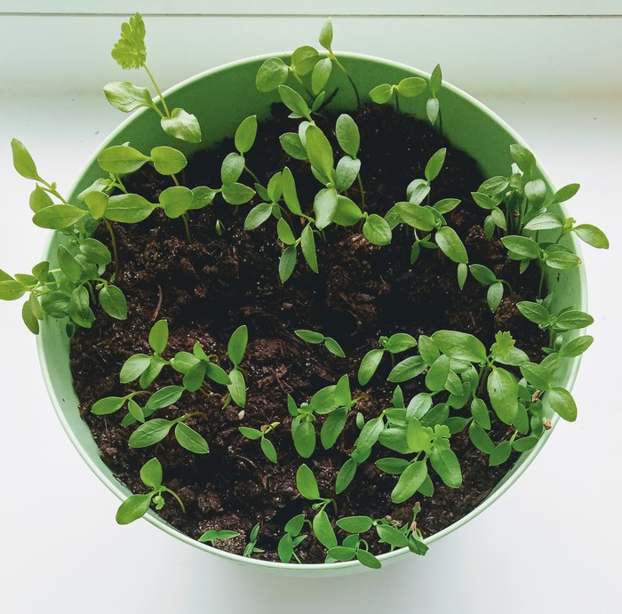 ������� ������