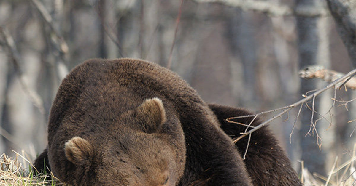 К чему снится медведь бурый большой женщине. Спящий медведь. Спящий Медвежонок.