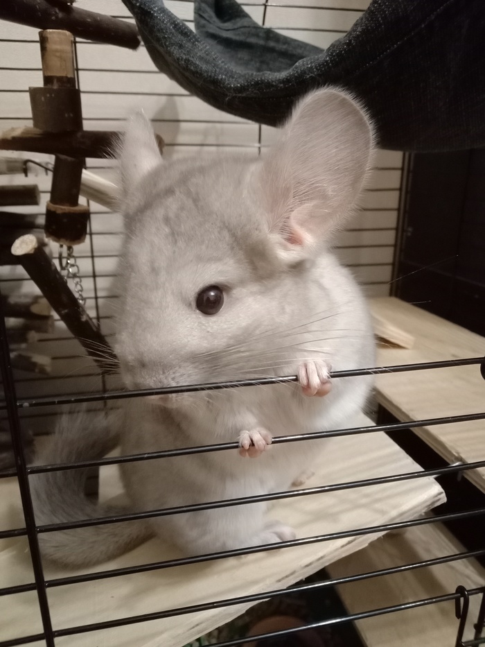 Моя шиншилла - маленький пушистый монстр Шиншилла, Домашние животные, Питомец, Природа, Милота, Видео, Длиннопост