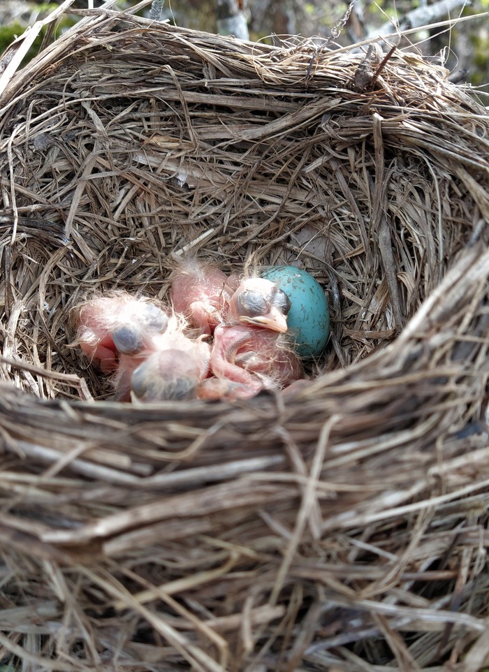 какая птица меньше колибри. Смотреть фото какая птица меньше колибри. Смотреть картинку какая птица меньше колибри. Картинка про какая птица меньше колибри. Фото какая птица меньше колибри какая птица меньше колибри. Смотреть фото какая птица меньше колибри. Смотреть картинку какая птица меньше колибри. Картинка про какая птица меньше колибри. Фото какая птица меньше колибри