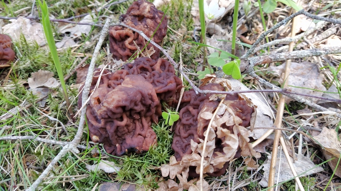 какая птица меньше колибри. Смотреть фото какая птица меньше колибри. Смотреть картинку какая птица меньше колибри. Картинка про какая птица меньше колибри. Фото какая птица меньше колибри какая птица меньше колибри. Смотреть фото какая птица меньше колибри. Смотреть картинку какая птица меньше колибри. Картинка про какая птица меньше колибри. Фото какая птица меньше колибри