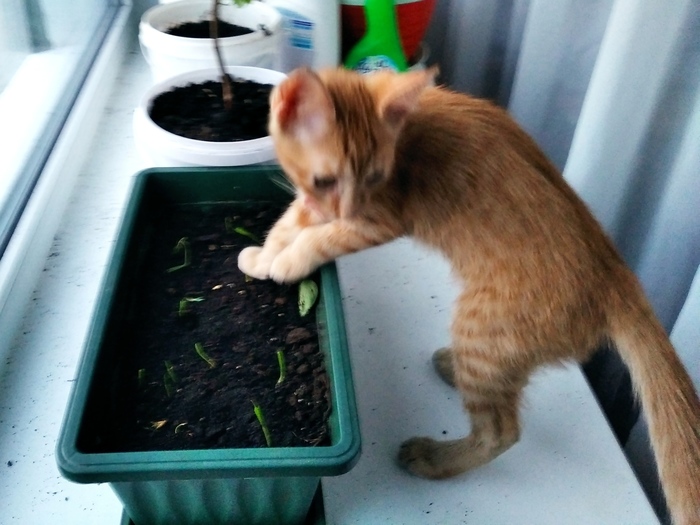 Помощник Кот, Животные, Длиннопост