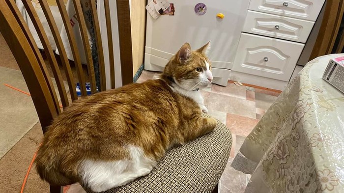 Купил бы ты новый стул, этот маловат уже...