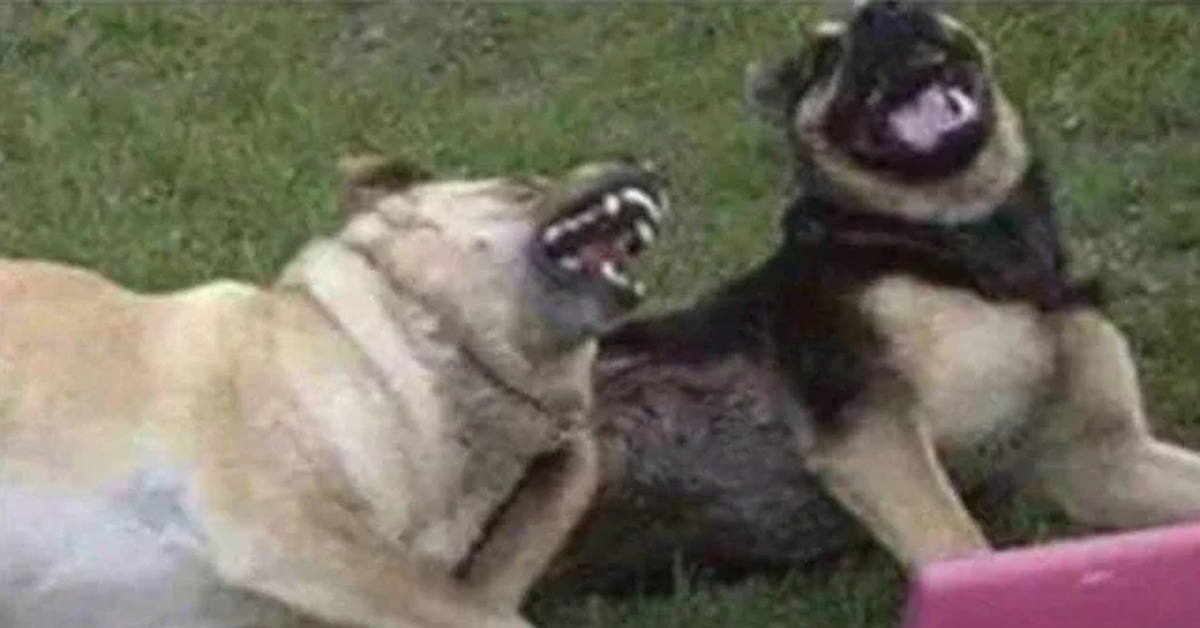 Мем укус. Мемы с собаками. Две собаки смеются. Собака смеется.