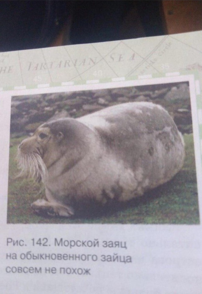 Рыбак и морской заяц