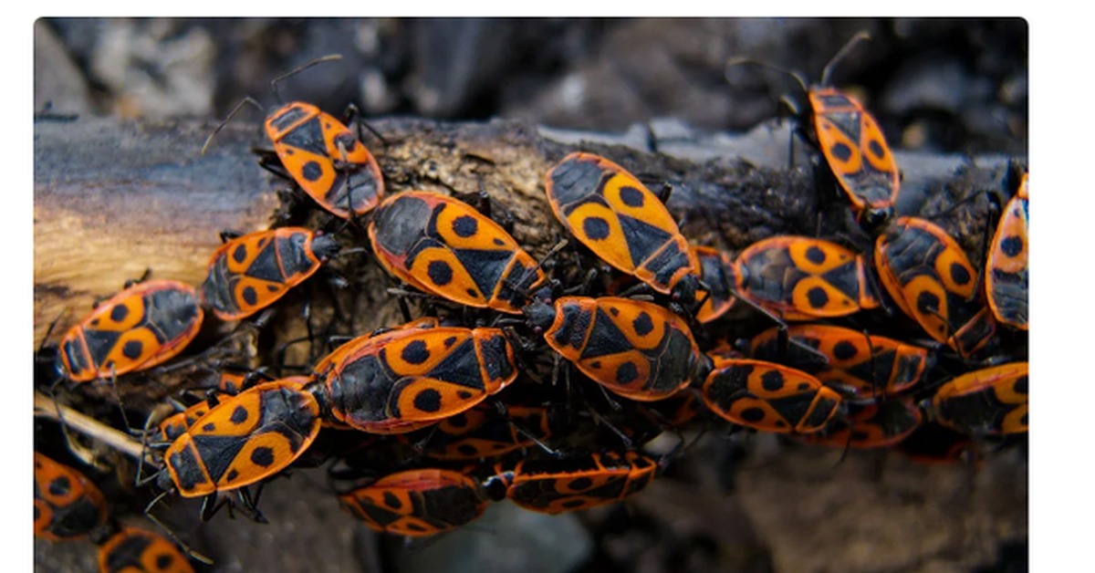 Клоп солдатик. Красноклоп бескрылый ( клоп-солдатик) (Pyrrhocoris apterus). Клоп-солдатик, краснокло́п бескрылый. Красноклоп бескрылый. Клоп солдатик фото.