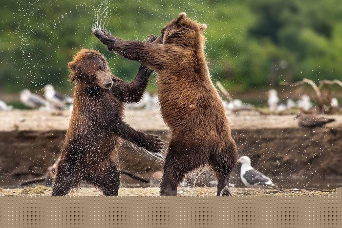 "Дать леща" по медвежьи