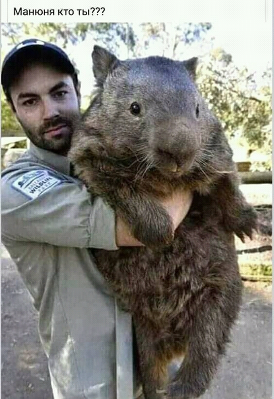 Одна из тех мышей,которые съели зерно из гос.резерва!
