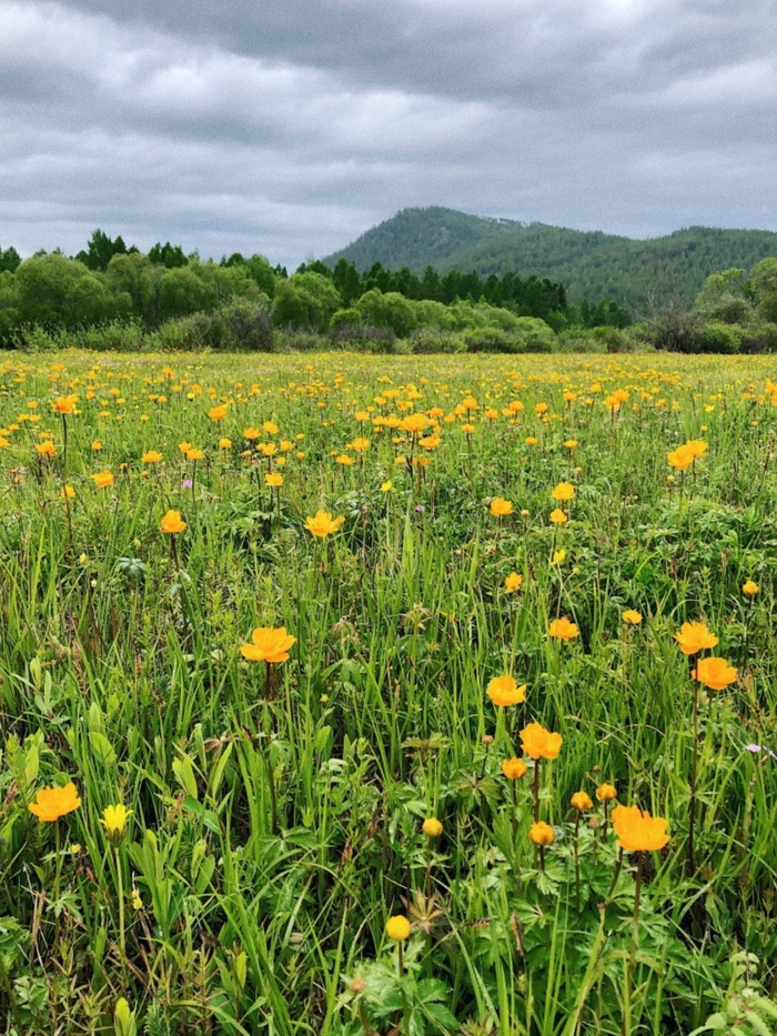 Жарки | Пикабу