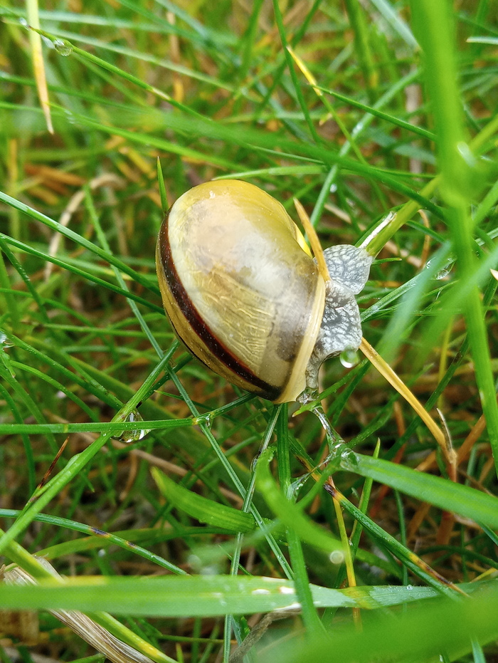 Утренняя улитка