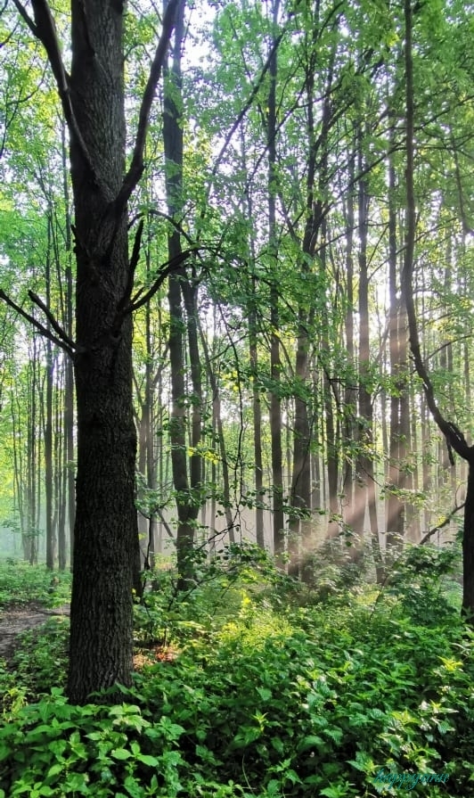 Туманное утро в лесопарке Фотография, Природа, Туман, Утро, Лес, Лето, Длиннопост