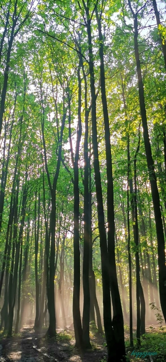 Туманное утро в лесопарке Фотография, Природа, Туман, Утро, Лес, Лето, Длиннопост