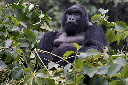 �������� ����� ��������: