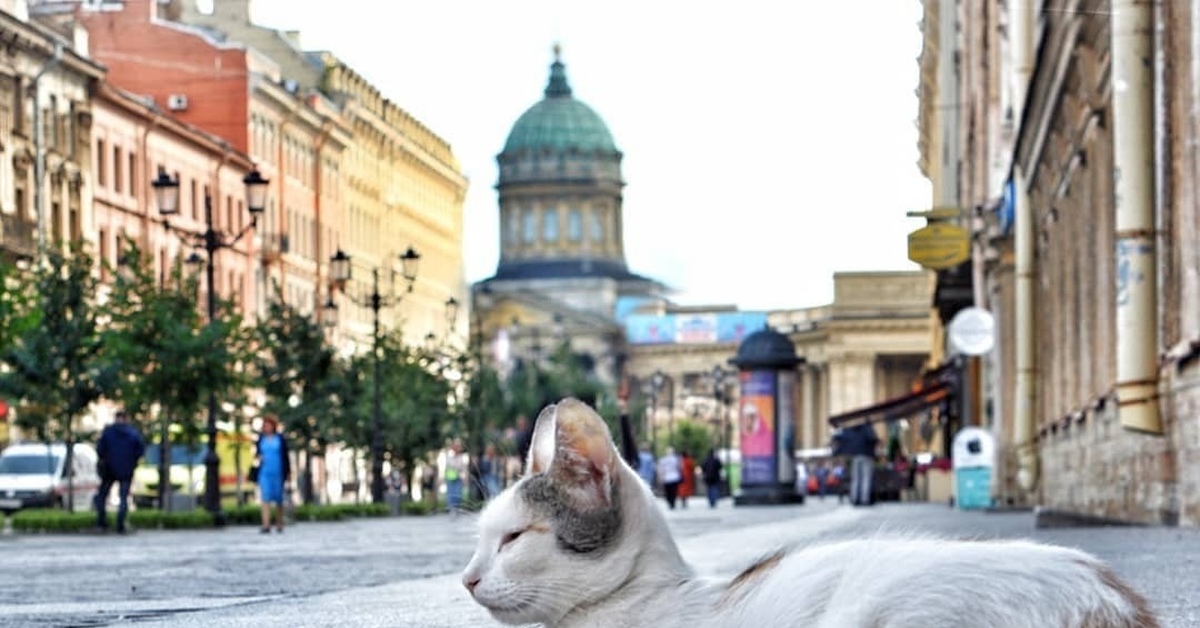 Петербургская кошка фото Петербургский сфинкс Пикабу