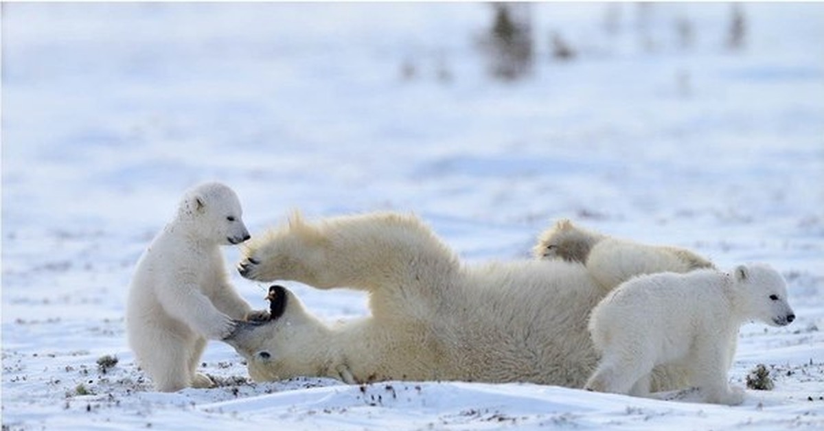 На следующей странице представлены фотографии белого медведя. Арктика – Антарктика белый медведь. Белые медведи в Антарктиде. Белый Медвежонок. Белый медведь с медвежатами.