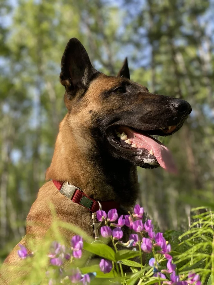 Dog tree. Лесная собака. Лесная собака фото. Ботанический сад с собакой. Канал Лесные собака.