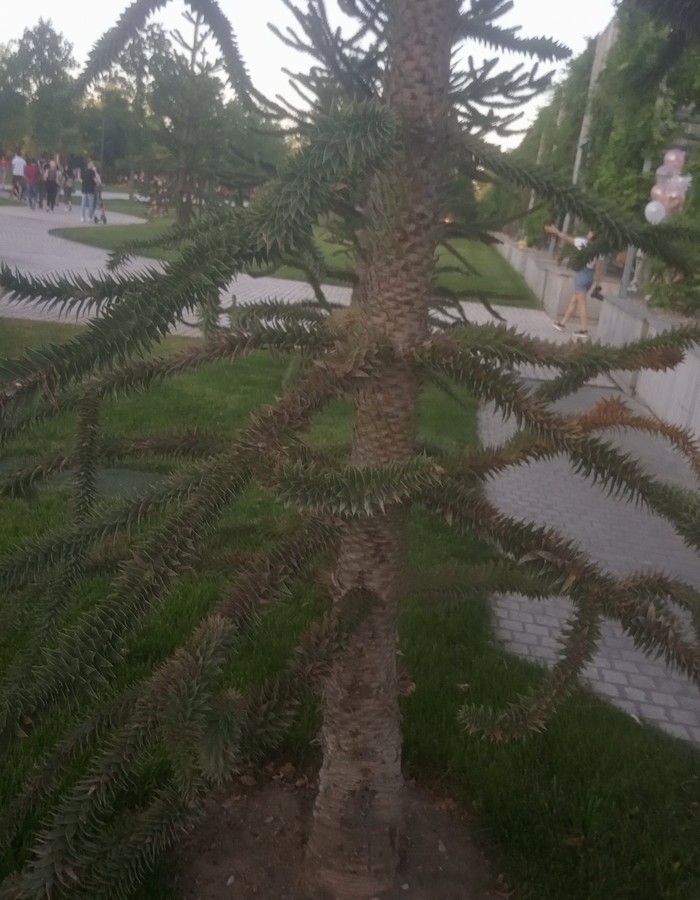 Кто знает, что за дерево!?