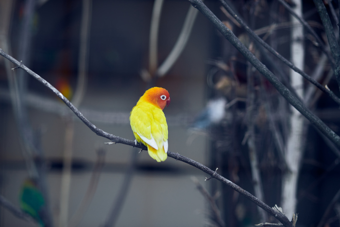 Желтый комочек серди серости бытия