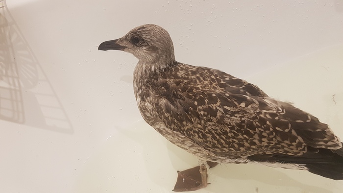 ������ ������ �� �����, �������� �������� � ���������