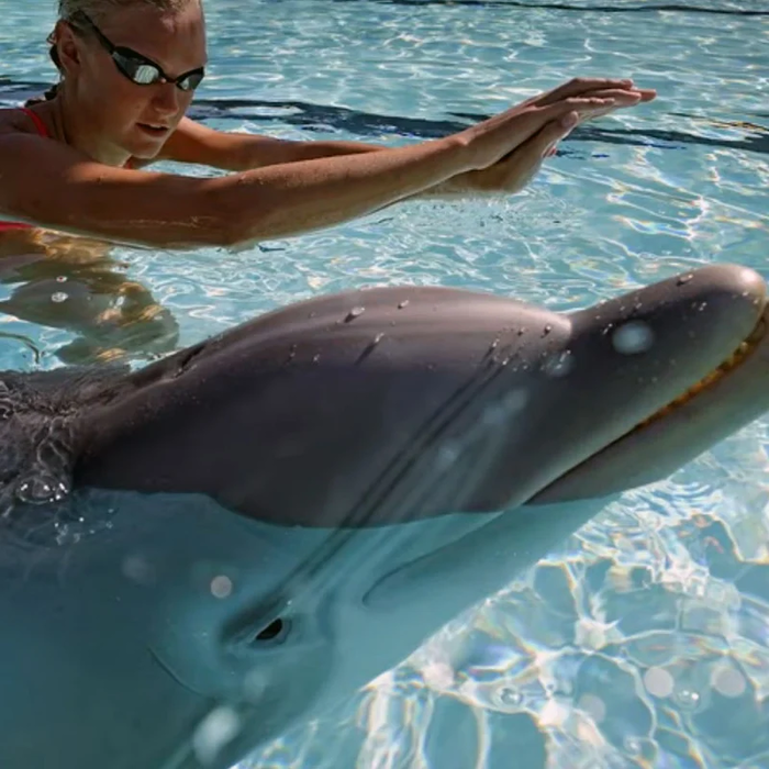 Новый постоялец китайского аквариума вводит в заблуждение даже экспертов, ведь они не могут отличить, робот это или живой дельфин