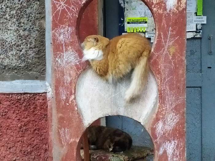 ��� ������