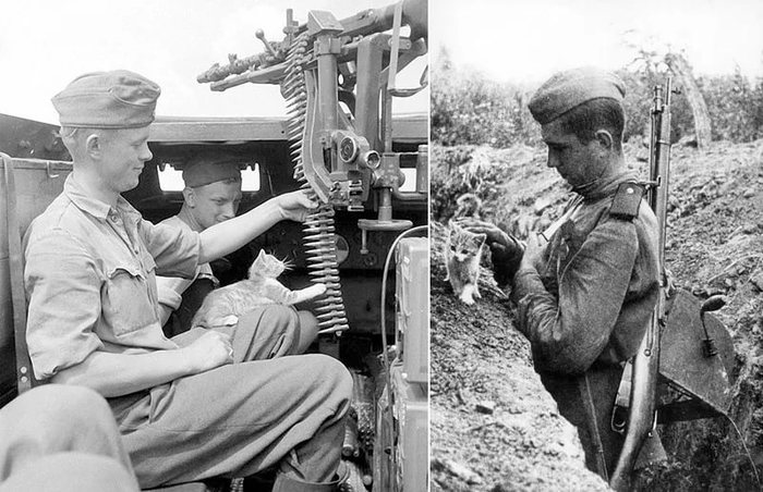 А это не один и тот же котик? А то бегает везде, где гладят и подкармливают!