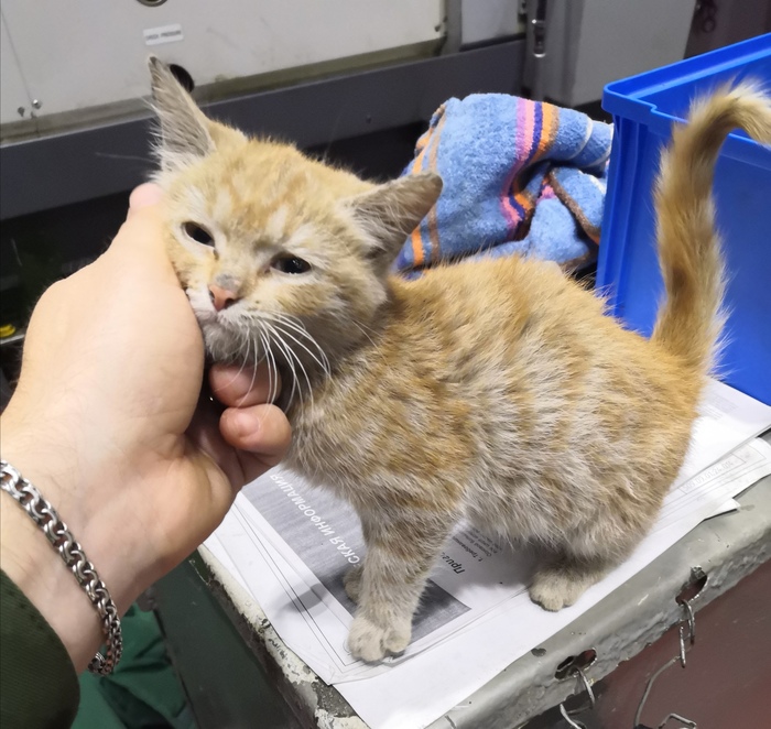 котята в корзинке. заводи котенка. фарфоровая статуэтка кошка с мячом. заводские коты. мартюшка.