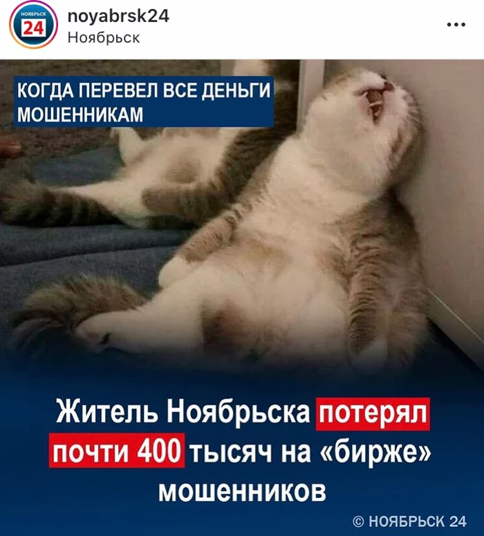 Необычные новости Новости, ЯНАО, Кот, Длиннопост