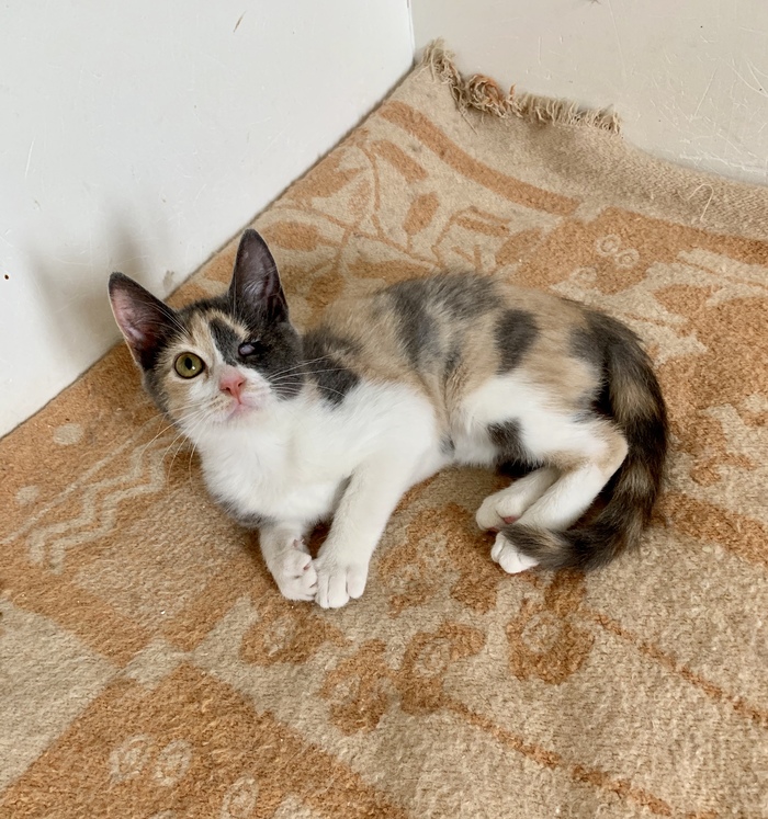             ,  , , , , -,  , , ,   , 