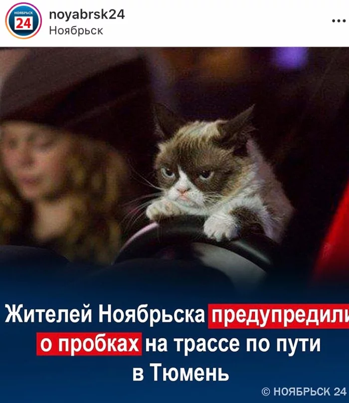 Необычные новости Новости, ЯНАО, Кот, Длиннопост