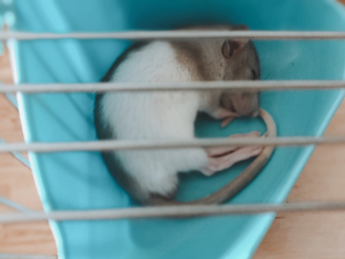 ���������� ���������