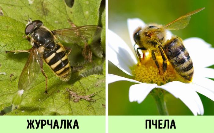 12 животных, встречи с которыми многие боятся. А зря, ведь они совершенно безобидны Животные, Природа, ADME, Длиннопост