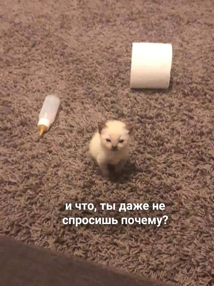 Çëîñòü & Îáèäà Þìîð, Êîò, Êîòÿòà, Êàðòèíêà ñ òåêñòîì, Ìåìû, Äëèííîïîñò