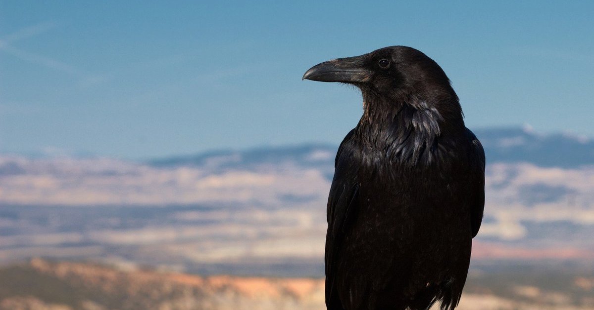 Лев грач. Ворон обыкновенный. Corvus Corax. РО.