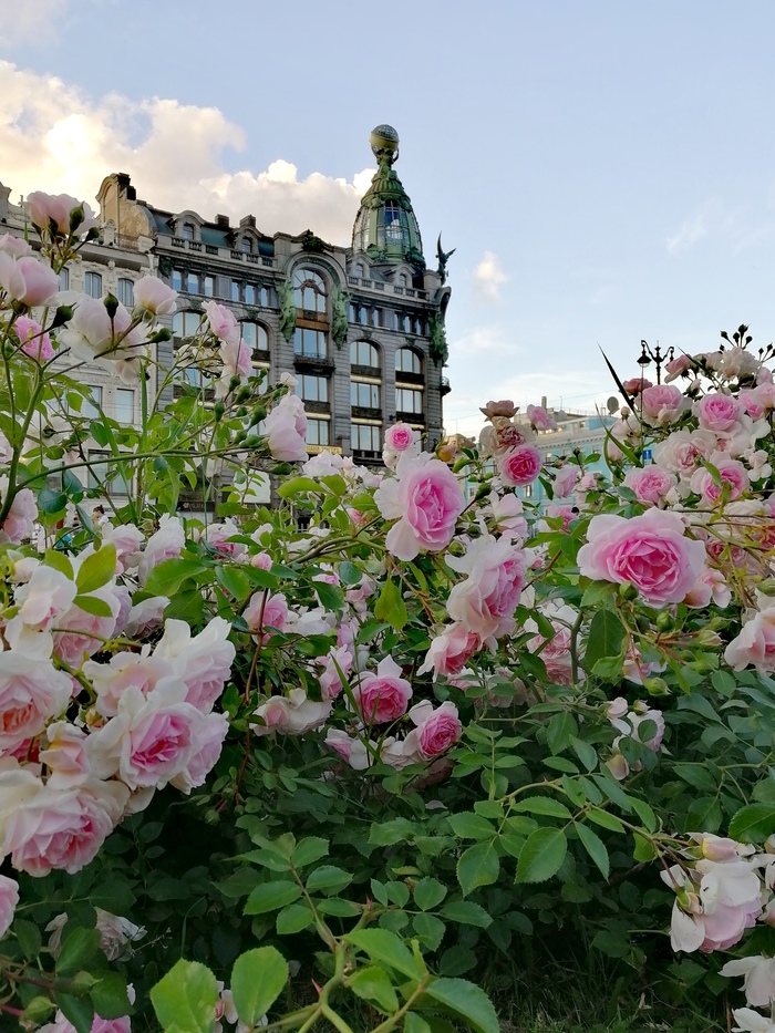 Розы у Казанского собора