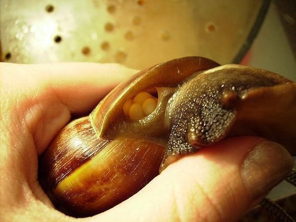 ���� �������