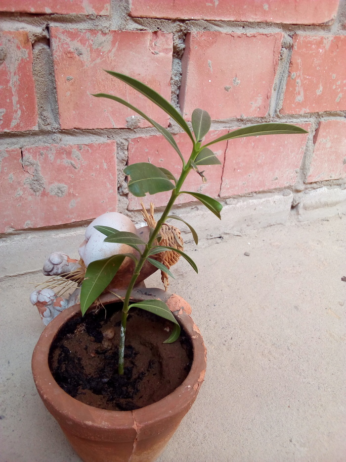 Знающие люди, помогите