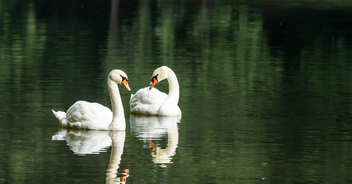 Белые лебеди на озере. Лебеди в Царицыно. Лебеди на озере в Царицыно. Природа лебеди. Пара лебедей.