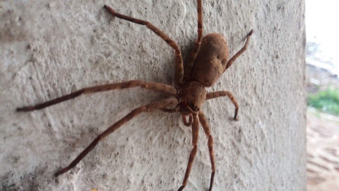 Sparassidae ( Huntsman spider) , ,  , ,  